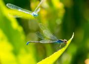 Priroda00027