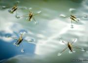Priroda00002