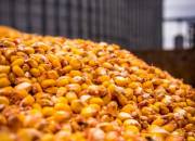 corn18