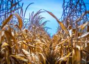 corn12
