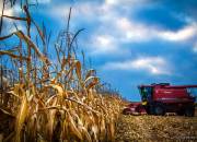 corn11