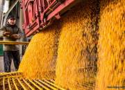 corn17