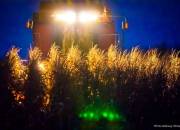 corn15
