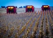 corn13